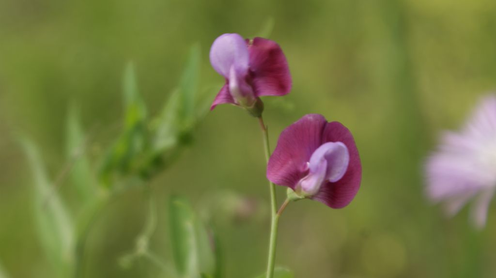 Lathyrus clymenum